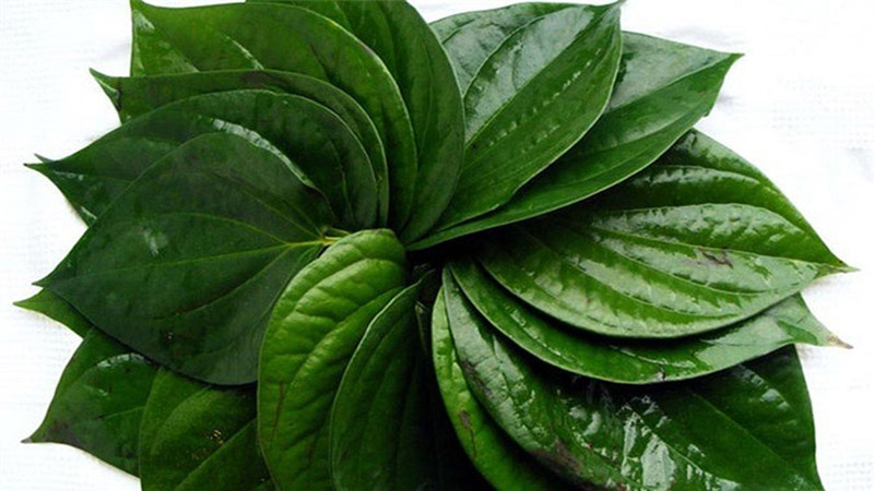 Lá trầu không có tác dụng làm đẹp cho chị em phụ nữ