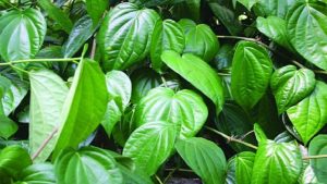 Lá trầu không có tác dụng chữa bệnh