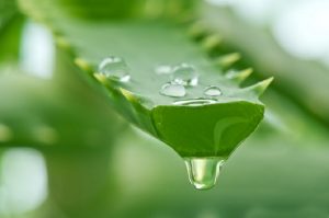 Nha đam chứa hàm lượng ion khoáng cao giúp khử khuẩn, ngăn ngừa viêm nhiễm