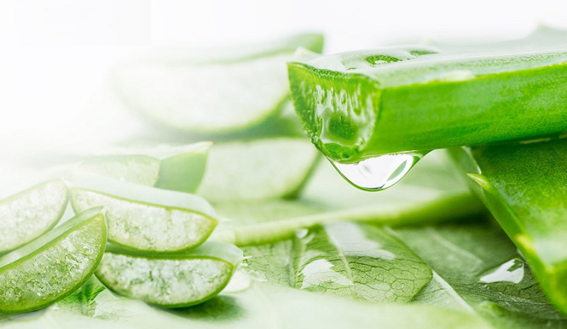 Nha đam luôn được nhắc đến trong những phương pháp làm đẹp về da