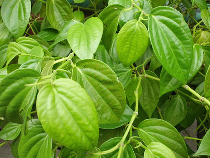 Lá trầu không rất được ưa chuộng trong trị nám