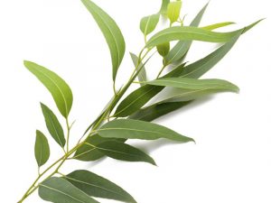Lá bạch đàn dễ tìm thấy ven đường hoặc ở vùng quê